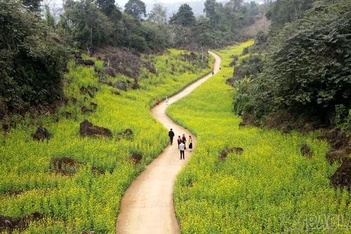 Mùa hoa cải gọi xuân về trên đỉnh Suối Giàng