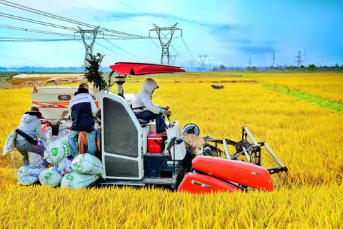 Hiếu Giang phát triển nông nghiệp theo chuỗi giá trị