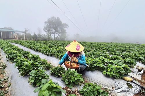Phát triển mô hình trồng dâu tây gắn với du lịch trải nghiệm