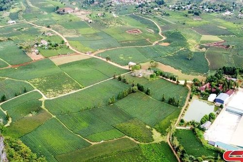 Phát triển vùng cây công nghiệp bền vững