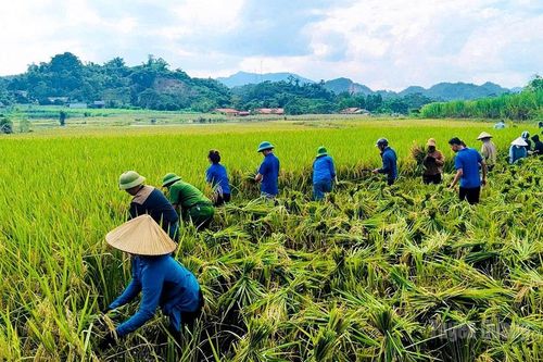 Vươn lên sau lũ dữ