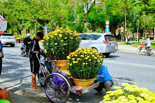 Tiểu thương chợ hoa cúc Tết xứ Huế vui mừng vì khách hàng tăng đột biến