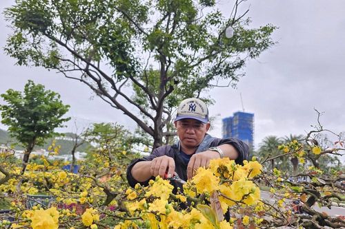 Chợ hoa xuân Quy Nhơn: Chỗ trầm lắng, nơi nhộn nhịp