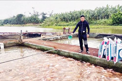 Phát triển nghề nuôi cá lồng trên sông