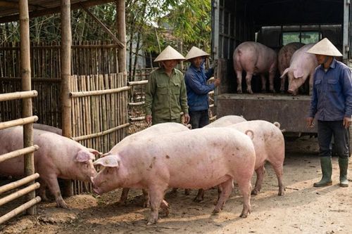 Giá heo hơi hôm nay 13/2: Thị trường giữ vững mức cao trước Tết