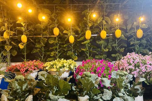 Vườn sân thượng 50m² của mẹ đảm TPHCM xanh mướt rau trái, dưa lưới sai lúc lỉu