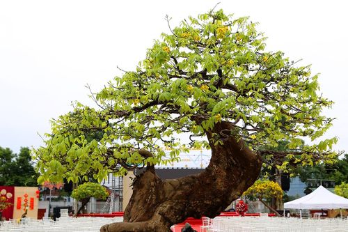 Chiêm ngưỡng chợ mai vàng Yên Tử với những siêu phẩm cây tiền tỷ