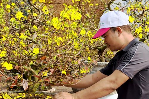 Mai, đào nở rộ, giá giảm sâu vẫn ít khách mua