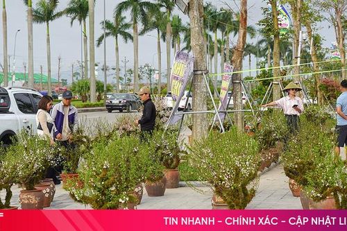 Thị trường hoa Tết chờ 'cú hích' những ngày cuối