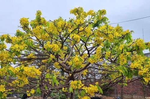 Nông dân thu tiền tỷ từ cây mai vàng Yên Tử