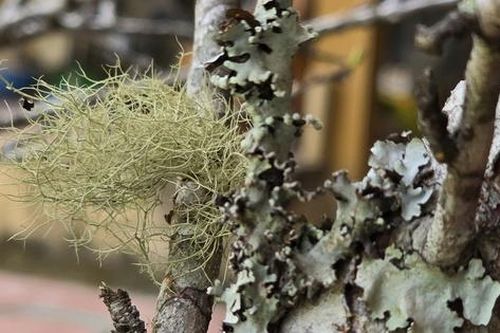 Theo chân 'thợ săn' đào đá: Một tuần lội rừng, 'hốt' cả trăm triệu dịp Tết