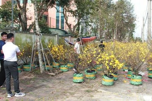Mai vàng nở rực rỡ, hiếm khách hỏi mua, tiểu thương lo mất Tết