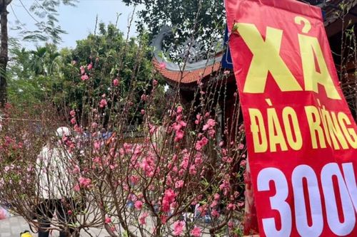 Vì sao tiểu thương giảm giá, ồ ạt thanh lý đào, quất?