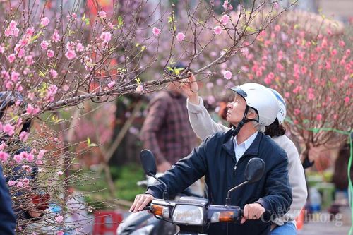 Chùm ảnh: Làng đào Nhật Tân rực hồng ngày 26 tháng Chạp