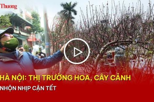 Hà Nội: Thị trường hoa, cây cảnh nhộn nhịp cận Tết