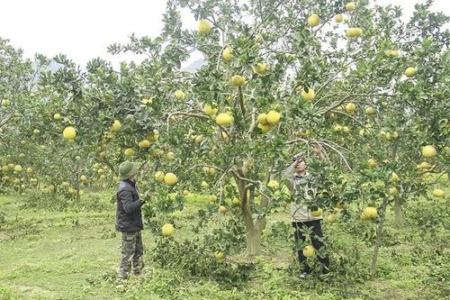 Tích cực phát triển sản xuất nông nghiệp hữu cơ