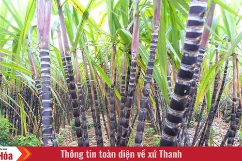 Cây mía tím ngày Tết