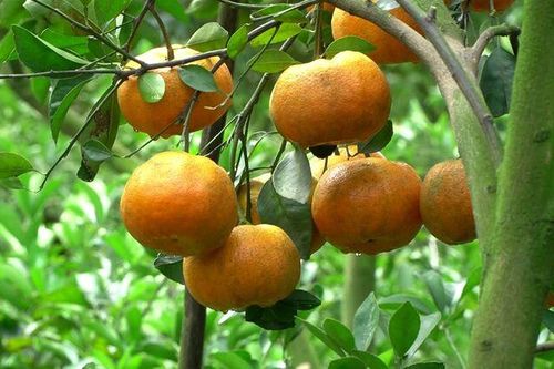 Quýt hồng vào vụ Tết