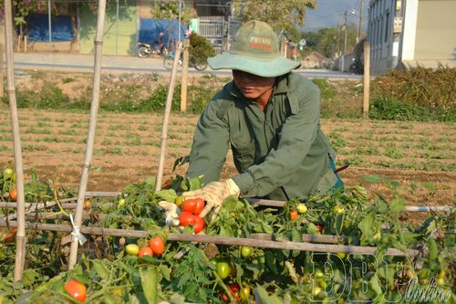 Rộn ràng vựa rau cuối năm