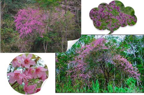 Pằng Tớ Dày gọi xuân vùng cao