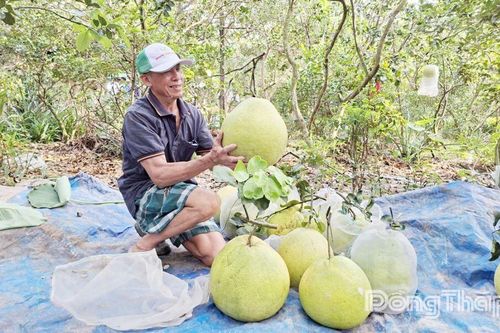 Nông dân bội thu bưởi thúng