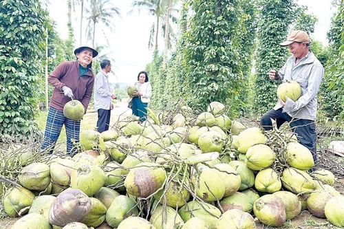 Trái cây đạt chuẩn giúp nhà nông đón Tết đủ đầy