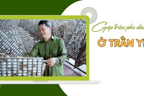 Gặp triệu phú dâu tằm ở Trấn Yên