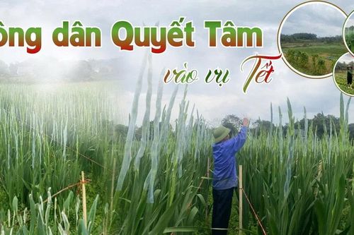Nông dân Quyết Tâm vào vụ Tết