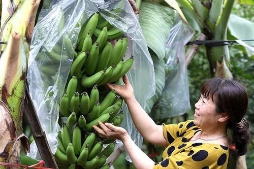 Chuối xanh ngày Tết