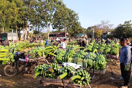 Rộn ràng chợ chuối Lao Bảo những ngày giáp Tết