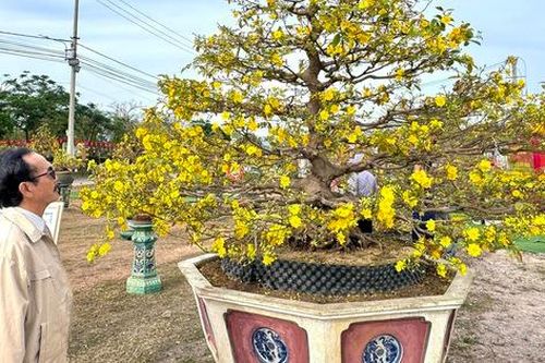 Gia Lai: Hơn 150 tác phẩm mai vàng khoe sắc tại Lễ hội mai vàng An Nhơn Đông 2026
