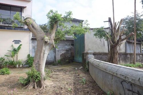 Việc cắt tỉa nhằm bảo vệ an toàn di tích và nhà cửa của người dân lân cận