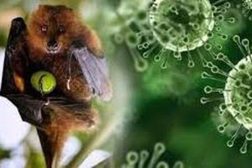Ấn Độ ghi nhận ca tử vong do virus Nipah