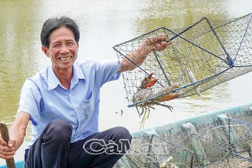 Cận Tết, đặc sản trứ danh cua gạch Cà Mau đạt giá hơn 1 triệu đồng/kg