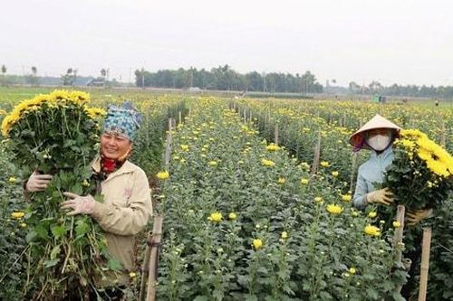 Tam Thuấn rộn ràng vụ hoa Tết