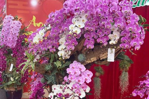 Lan Hồ Điệp Tết 2026: Giá leo thang những ngày cận kề năm mới