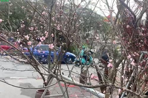 Mẹo chăm đào rừng tươi lâu, nở đều dịp Tết theo kinh nghiệm lái buôn