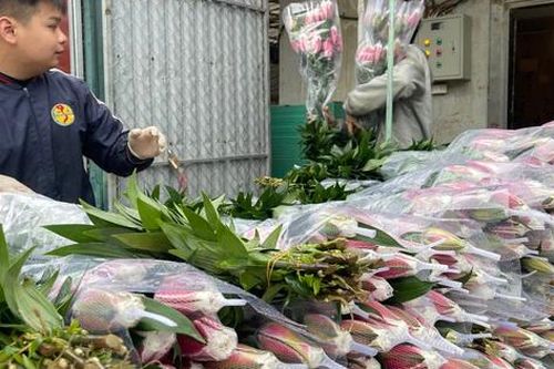 Cận Tết ở làng hoa Tây Tựu: Đơn hàng gấp 3-4 lần, người làm không kịp nghỉ