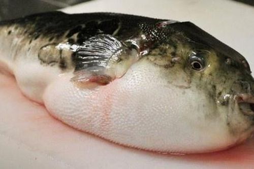 Cua quỷ, cá lạ và những hải sản ngon mắt chứa độc tố tử thần