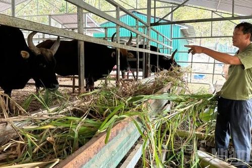 Bảo tồn đàn bò tót lai giữa đại ngàn
