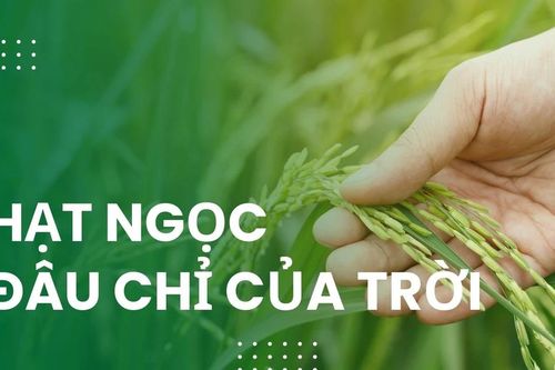 'Hạt ngọc' đâu chỉ của trời