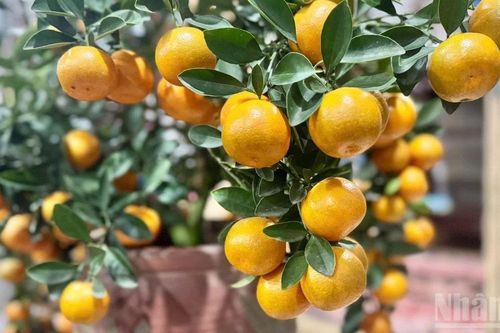 Hoa Tết Thủ đô khoe sắc Xuân