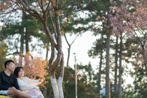 Mai anh đào Đà Lạt bung nở rực rỡ dịp Valentine