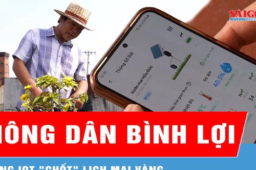 Không còn nhìn trời đợi tết: Nông dân Bình Lợi dùng IoT 'chốt' lịch mai vàng
