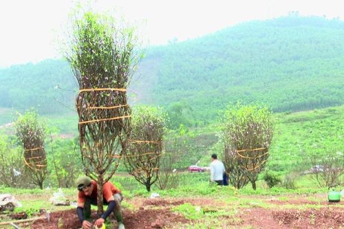 'Thủ phủ' đào phai tất bật ngày giáp tết