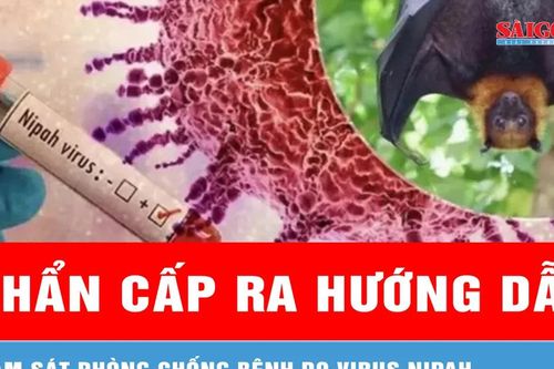 Giáp tết, Bộ Y tế khẩn cấp ra hướng dẫn giám sát phòng chống bệnh do virus Nipah