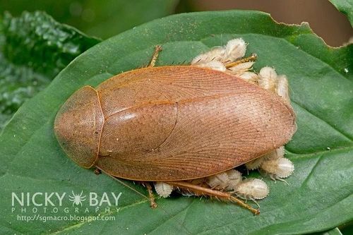 Kinh ngạc khả năng sinh tồn của loài gián qua hàng triệu năm