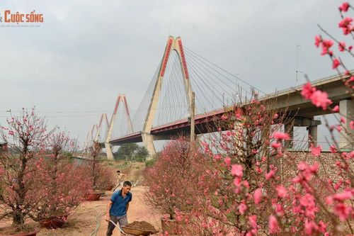 Ngày cuối năm ngắm vườn đào Nhật Tân, hương Tết chạm ngõ Thủ đô