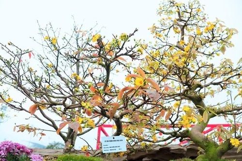 Những 'siêu phẩm' mai vàng gây sốt thị trường Tết Bính Ngọ 2026