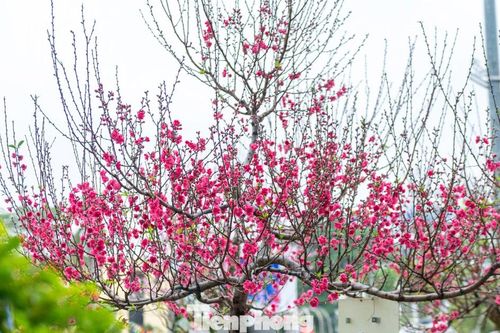 Lên xứ Lạng ngắm hoa hậu đào
